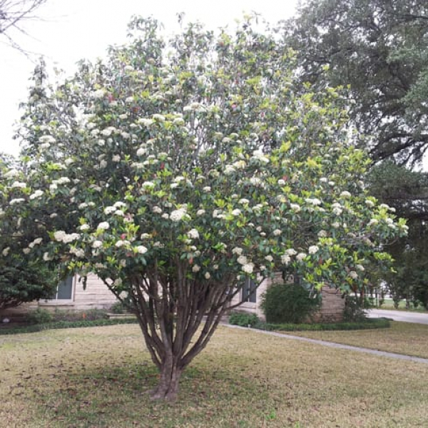 1489061334Viburnum-Laurel-Viburnum-tinus-form.jpg