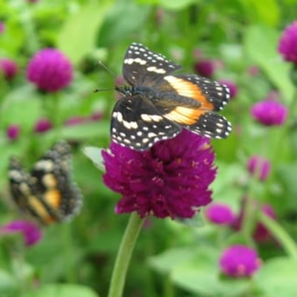 1489074643Bachelor-Button-Gomphrena-globosa-detail.JPG
