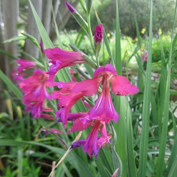1489076192gladiolus-byzantine-detail-erin.jpg