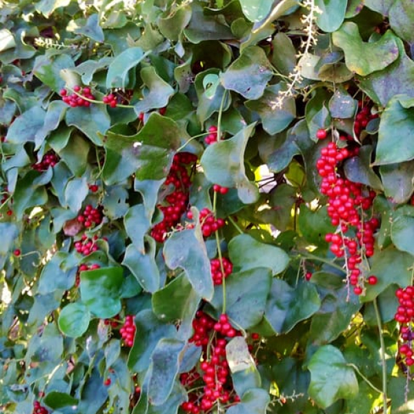 1489076791Carolina-Snailseed-Cocculus-carolinus-fruit-detail.jpg