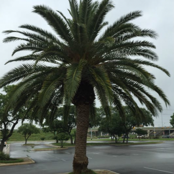 Canary Island Date Palm | Garden Style San Antonio
