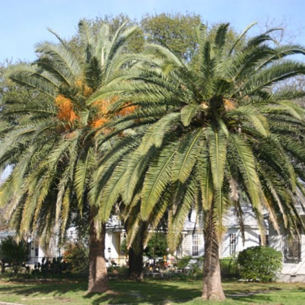 1489077187Date-Palm-Phoenix-dactylifera-form.jpg