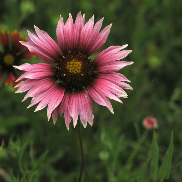 1489077933Pink-Gallardia.jpg