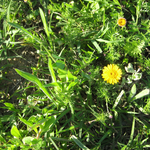 1489078407Texas-Bristleleaf-Thymophylla-tenuiloba-var-texana-form.jpg
