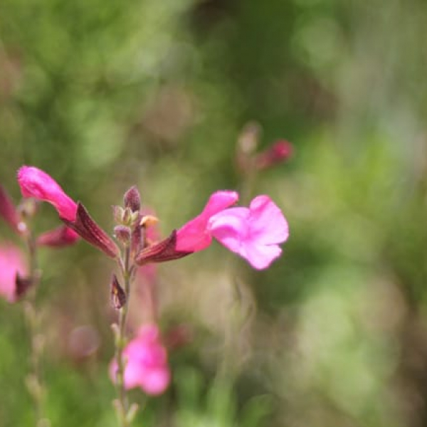 1489173241Sage-Autumn-Salvia-greggii-detail.jpg