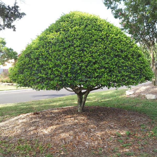 1489418898Holly-yaupon-Ilex-vomitoria-form-stiffly-hedged-Stone-Oak.jpg