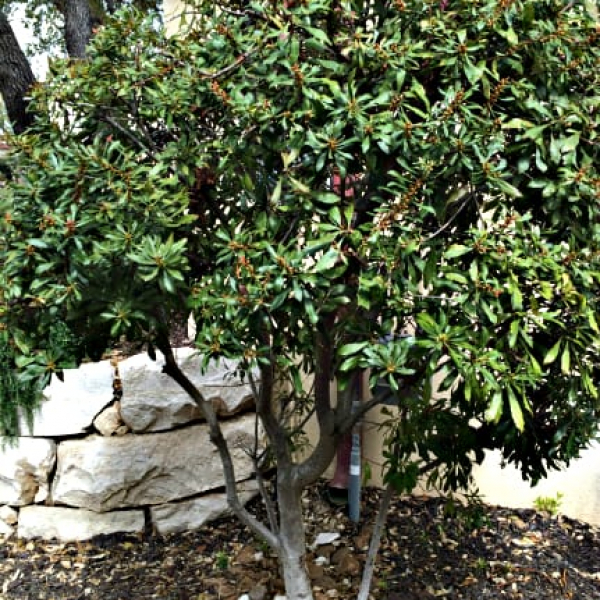 1489437445Wax-myrtle-Myrica-cerifera-form-irrigated-bmw.jpg