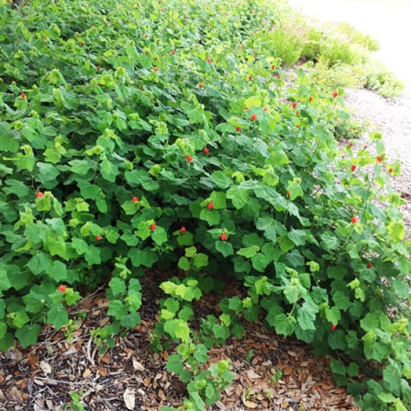 1489437711Turks-cap-Malvaviscus-drummondii-form-large-landscape-bed-on-Alamo-Ranch-Parkway.jpg