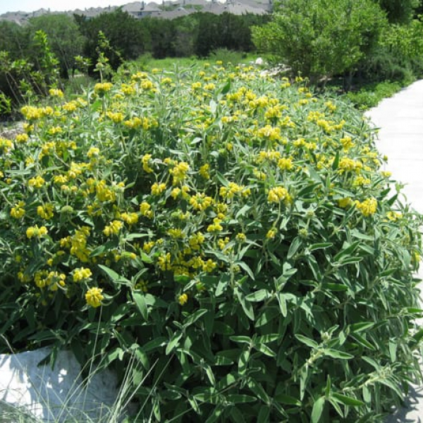 1489439586sage-jerusalem-phlomis-fruticosa-form.jpg