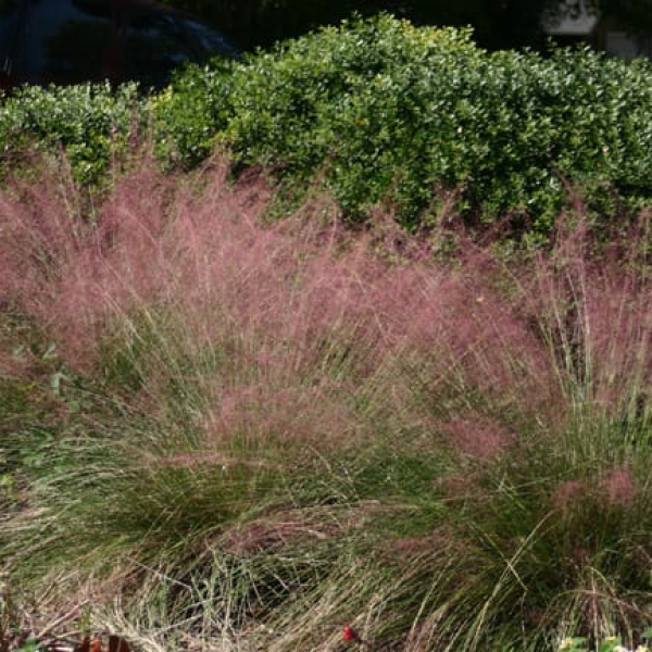1489439816Muhly-Grass-Muhlenbergia-lindheimer-form.jpg