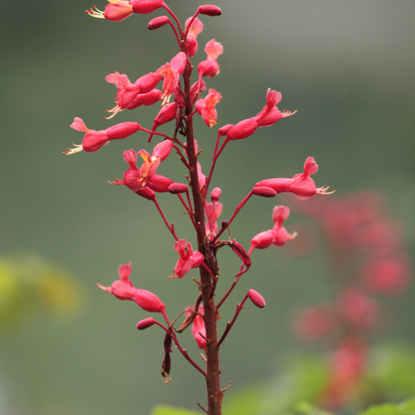 1489440102Red-buckeye-Aesculus-pavia-detail-flowering-riverwalk-epohl.JPG
