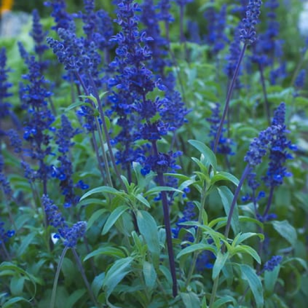 1489679763Sage-Mealy-Cup-Victoria-Salvia-farinacea-detail.jpg