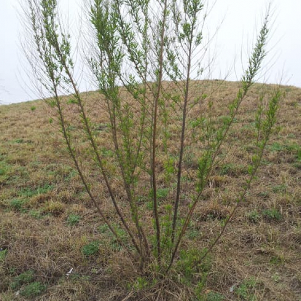 1489681080False-willow-Baccharis-neglecta-form-woodlake-winter.jpg