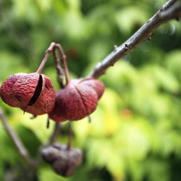 Mexican Buckeye | Garden Style San Antonio