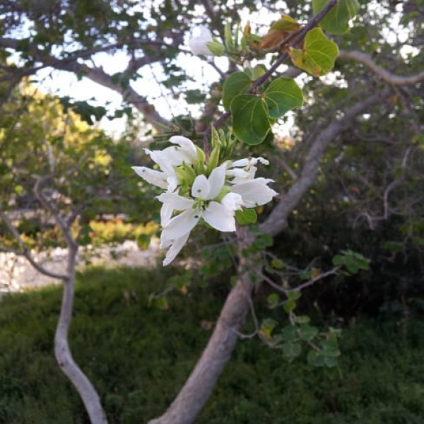 1490796476anacacho-orchid-tree-bauhinia-congesta-form.jpg