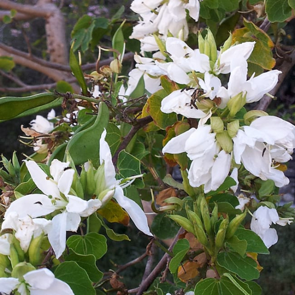 1490796523anacacho-orchid-tree-bauhinia-congesta-detail2.jpg