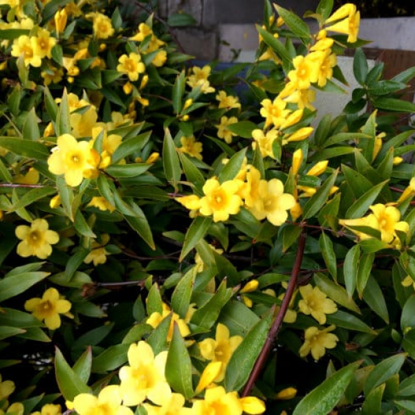 1492807124Carolina-Jessamine-Gelsemium-sempervirens-detail-Feb15.jpg