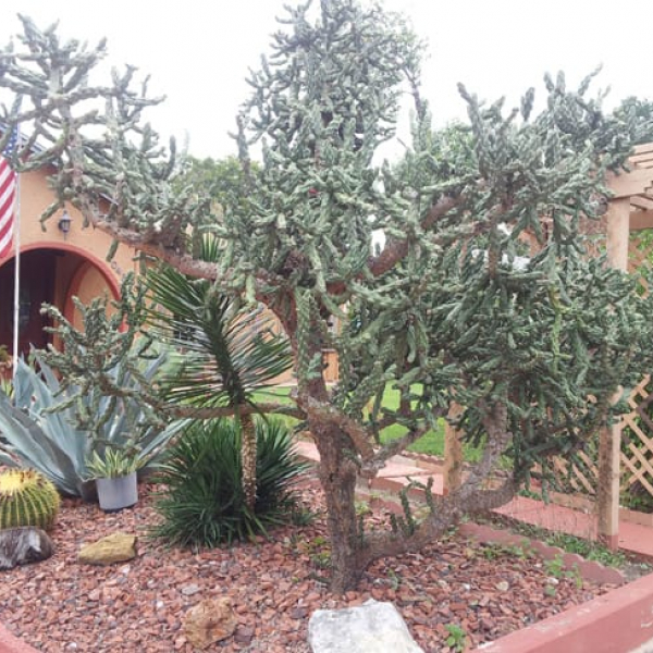 1493038209Cholla-Cylindropuntia-imbricata-form-landscape.jpg