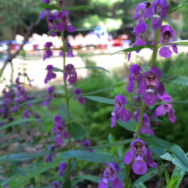 1493040338Summer-snapdragon-Angelonia-angustifolia-detail-Riverwalk-6-2016-brad-wier.jpg