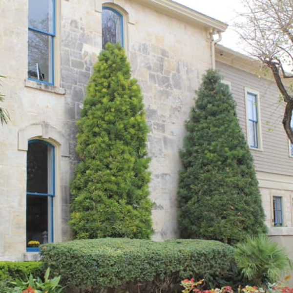 Japanese Yew Garden Style San Antonio