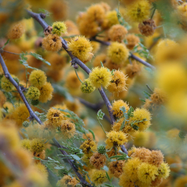 1493728488huisache-acacia-farnesiana-brad-wier.jpg