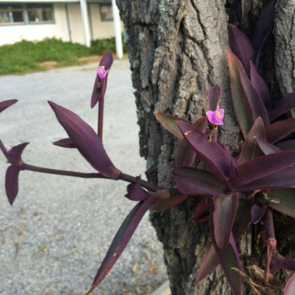 1494450425Purple-Heart-Tradescantia-pallida-detail-Rockport-6-2016-bwier.jpg