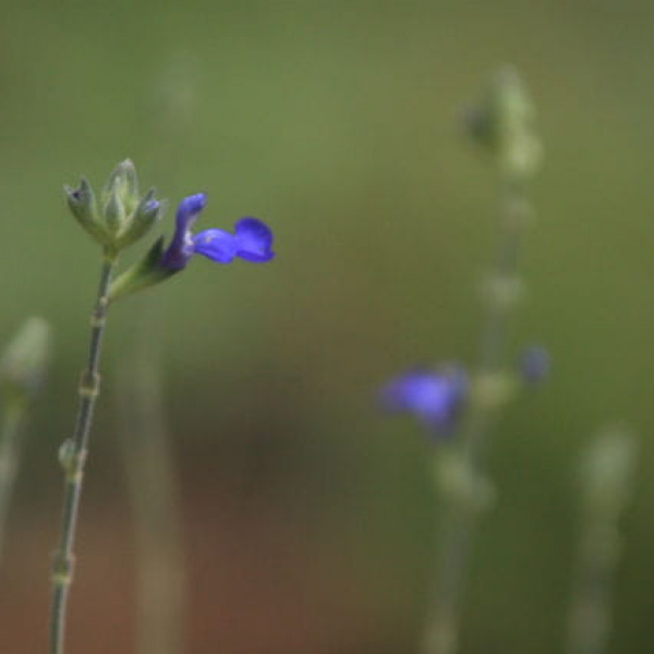 1506105073Sage-Mexican-Blue-Salvia-chamaeryoedes.jpg
