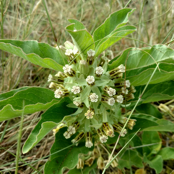1506604765milkweed-zizotes-Asclepias-oenotheroides-close1.jpg