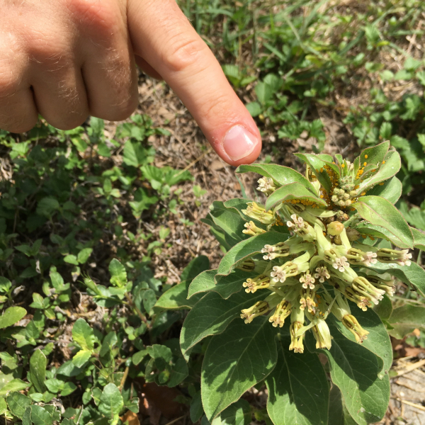 1506690321milkweed-zizotes-Asclepias-oenotheroides-detail-pointing-vance-jackson-august-2017.JPG