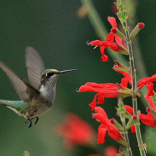 1507040057Sage-galeana-Salvia-darcyi-detail-blooming-ruby-throated-hummingbird-san-antonio-botanical-brad-wier.jpg