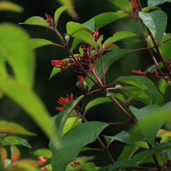 1513109028Firebush-Hamelia-patens-october-2017-with-ruby-throated-hummingbird-brad-wier-650.jpg