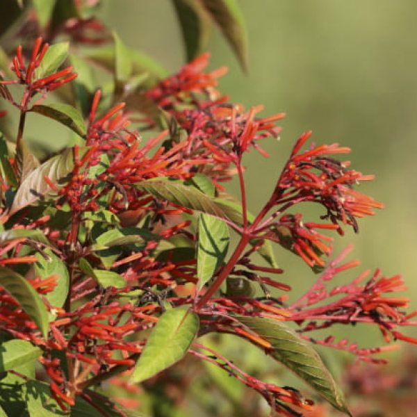 1513109214plants-firebush-Hamelia-patens-detail-flower-eric-pohl-mitchell-lake-september-650.jpg