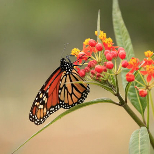 1513112240Milkweed-Asclepias-mexicana-detail-with-monarch-ep-full-650.jpg
