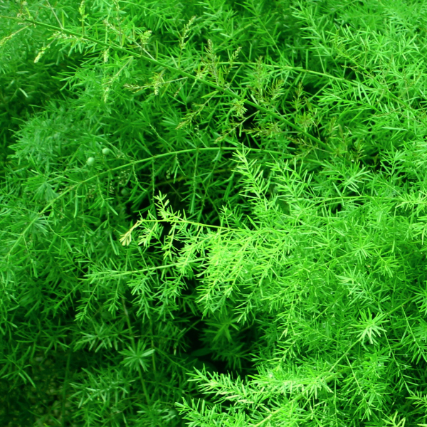 1516808789Asparagus-Fern-cropped-Asparagus-densiflorus-var-colorized1.jpg