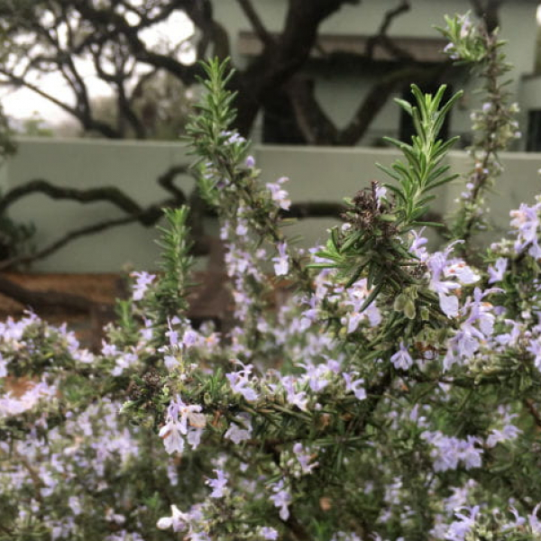1519050982Rosemary-Rosmarinus-officinalis-detail-flowering-Colonies-North-February-2018-650.jpg