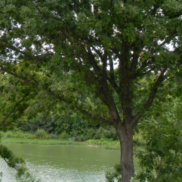 1527627327Oak-bur-Quercus-macrocarpa-form-San-Saba-8-2015-bmw.jpg