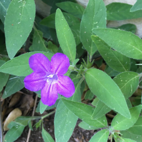 1528838156Ruellia-Blueshade-Ruellia-squarrosa-detail-flower-5-2018-brad-wier.jpg