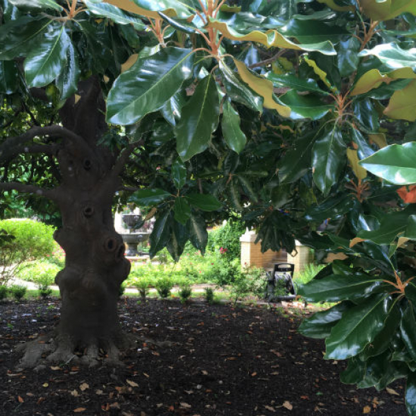 1528923083Magnolia-grandiflora-form-5-2018-King-William-Brad-Wier.jpg