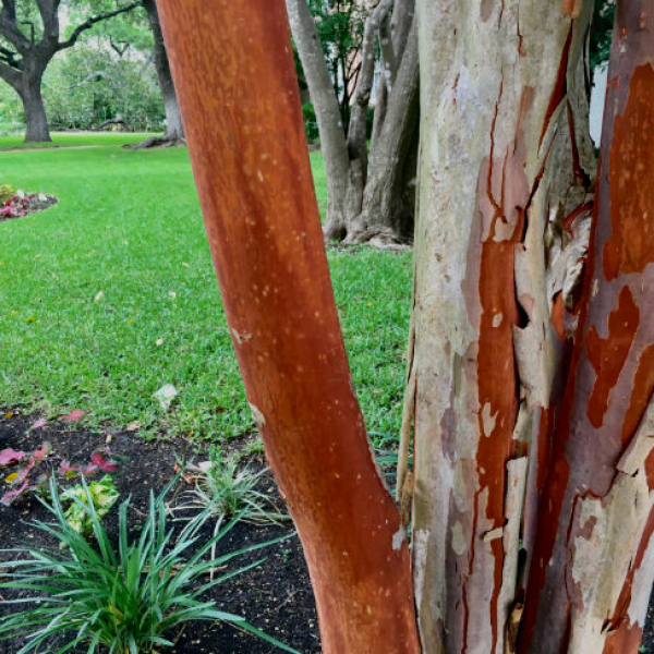 1529618130Crape-myrtle-Natchez-Lagerstroemia-x-detail-bark.jpg