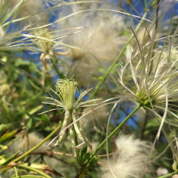 1534885638Old-Mans-Beard-detail-flowering-august-2018.jpg
