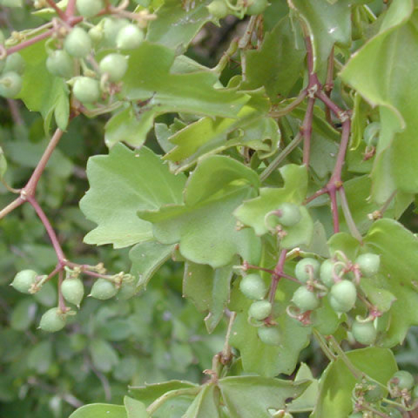1534942922Cowitch-vine-Cassius-trifoliata-detail-fruit.jpg