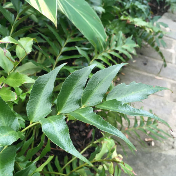 1536261451Holly-fern-Cyrtomium-falcatum-detail-leaf-600.jpg