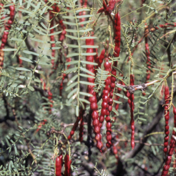1536261797Mesquite-Honey-Prosopis-glandulosa-beans-Wasowksi-NPIN-600.jpg