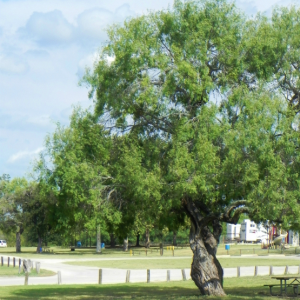 1536261829Mesquite-honey-Prosopis-glandulosa-form-Braunig-bmw.jpg