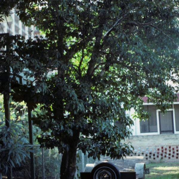 1539808904Jopoy-Esenbeckia-berlandieri-runyonii-form-Brownsville-Sally-Wasowksi-NPIN-SAW_01377-600.jpg