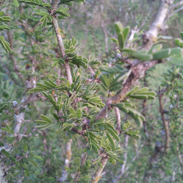 1540226734Guayacan-Porlieria-angustifolia-detail.jpg