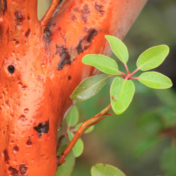 1542291302madrone-Arbutus-texensis-detail-bark-and-leaf-650.jpg