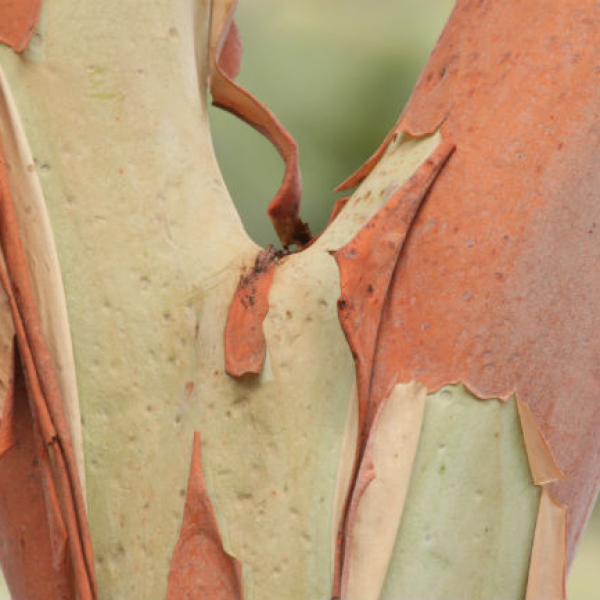 1542291314Madrone-Arbutus-texensis-detail-650-brad-wier.jpg