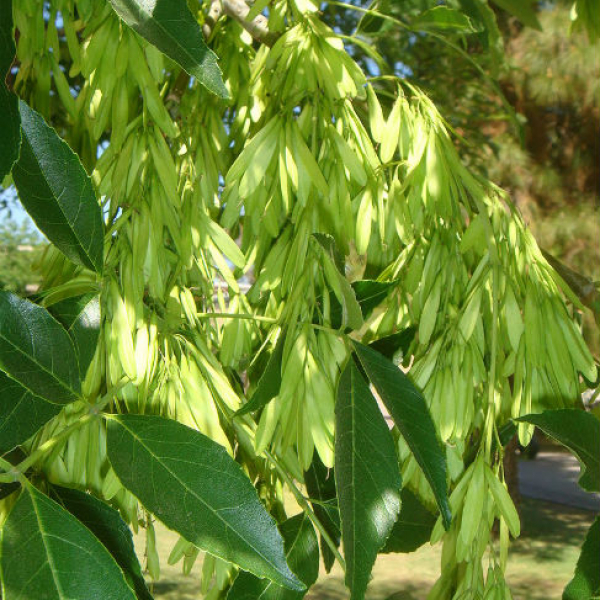 1546527635ash-arizona-Fraxinus-velutina-Miwashatoshi-fair-use.jpg