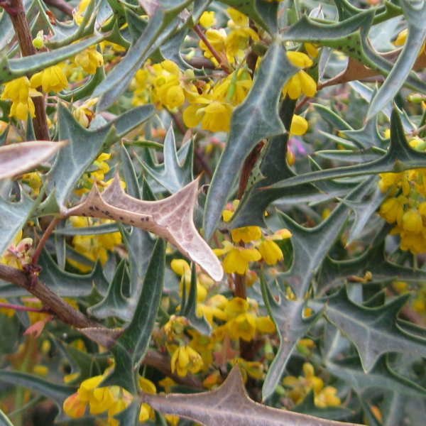 agarita-mahonia-trifoliata-detail
